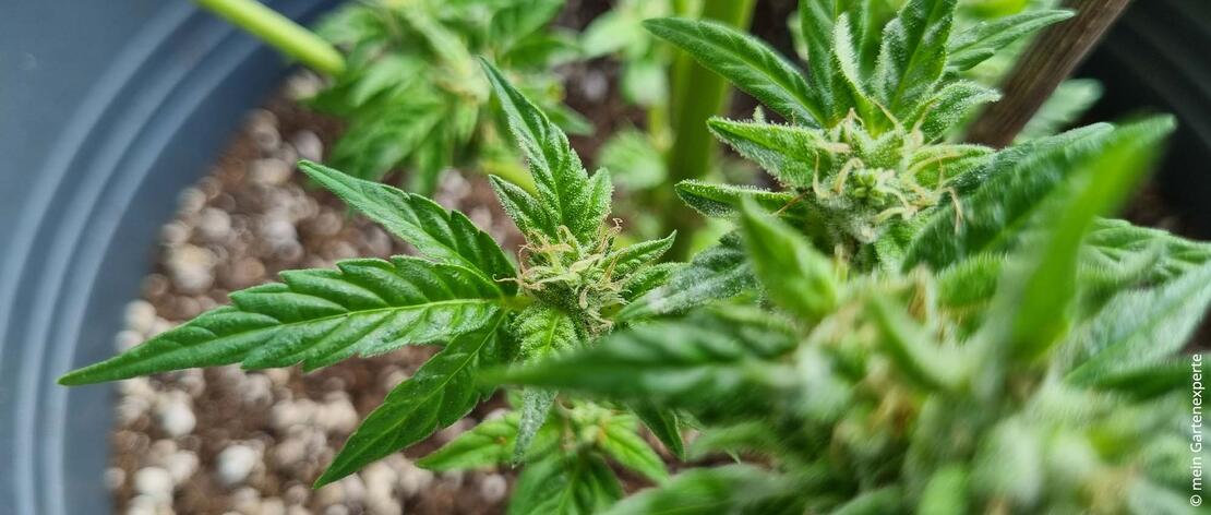 Cannabisblätter und Cannabisblüten