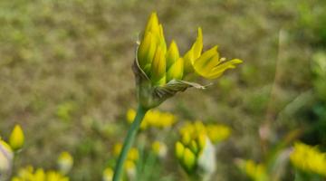 Gold-Lauch (Allium moly)