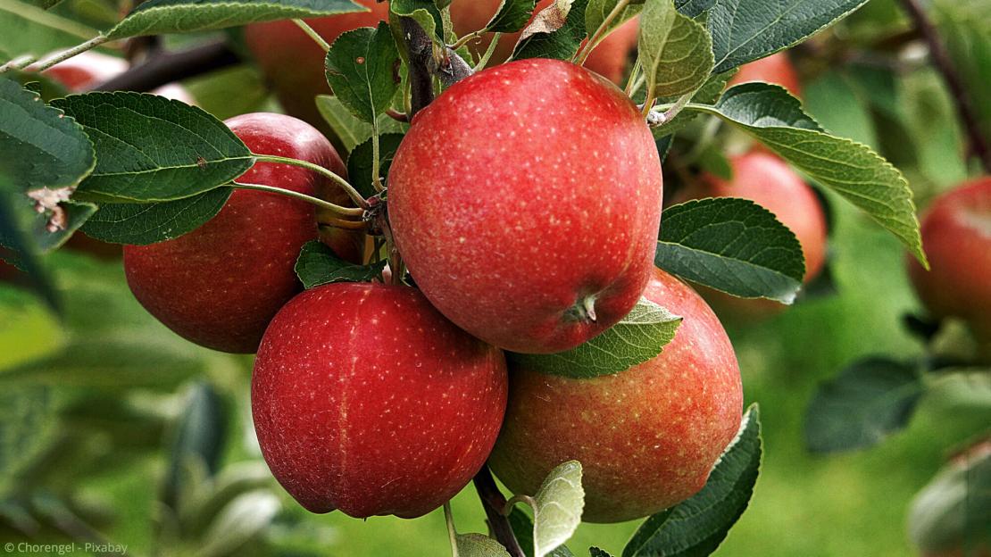 Reife Äpfel am Obstbaum