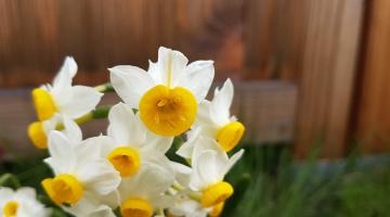 Weiße Narzisse (Narcissus poeticus)