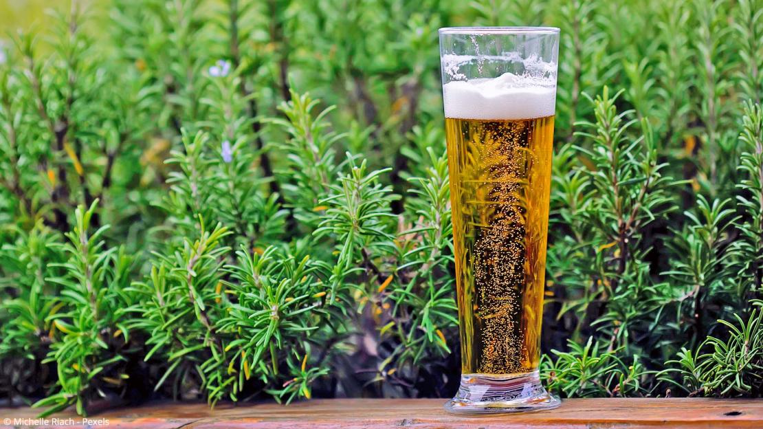 Bier als Pflanzendünger