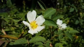 Feld-Rose (Rosa arvensis)