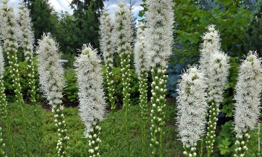 Riesen-Steppenkerze (Eremurus robustus)