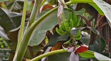 Bananenpflanze (Musa basjoo)