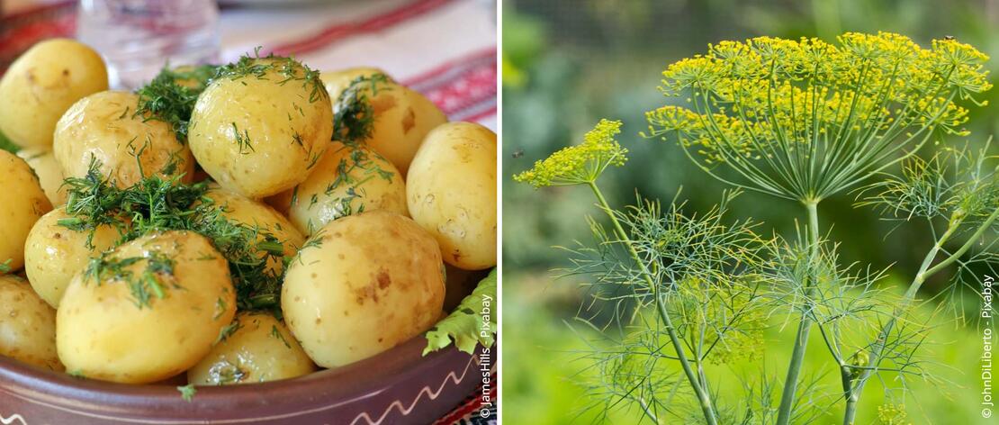 Dill auf Kartoffeln und blühende Dillpflanze