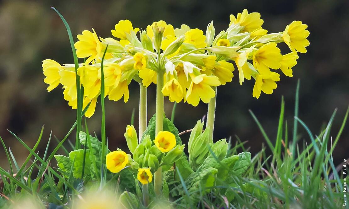 Echte Schlüsselblume (Primula veris)