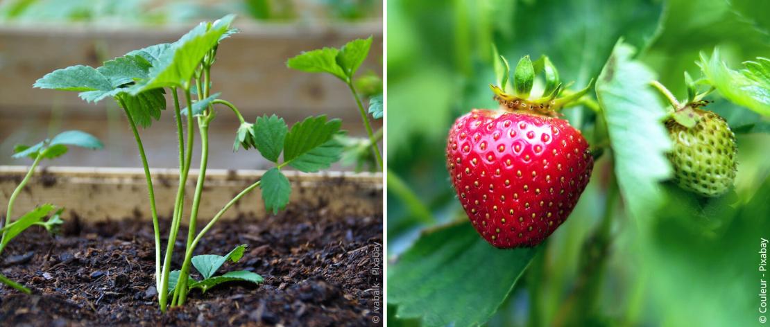 Junge Erdbeerpflanze im Beet und rote Erdbeere