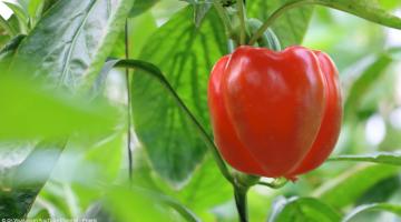 Paprika anbauen: Tipps zu Pflanzung und Pflege