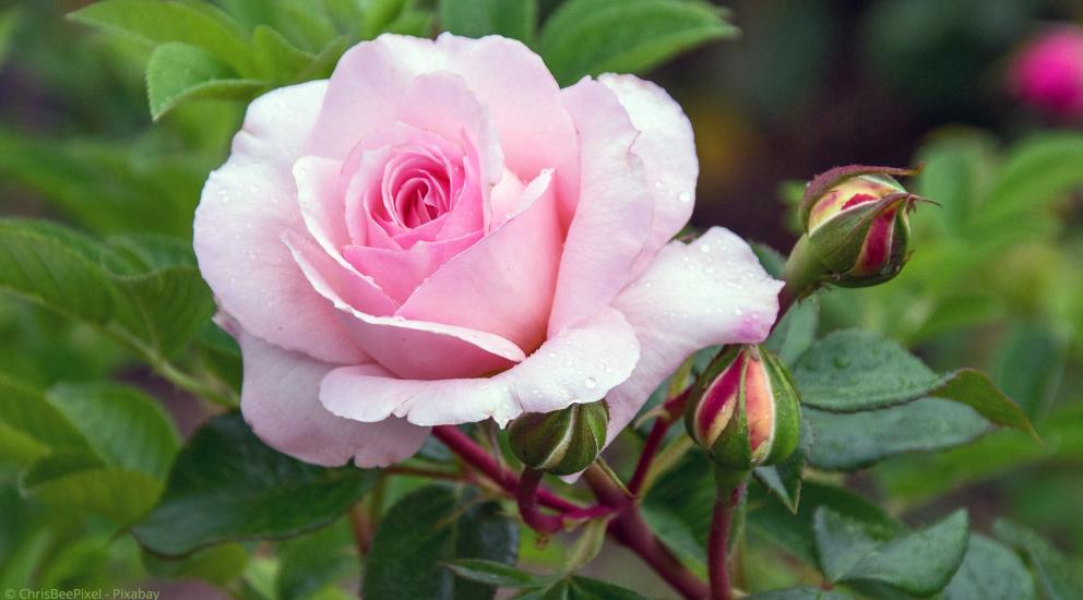 Rosafarbene Rosenblüte im Garten
