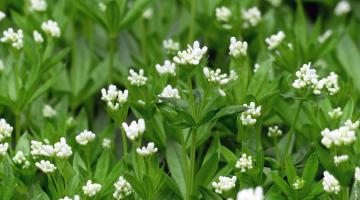 Waldmeister (Galium odoratum)