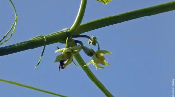 chayote 02 bluete