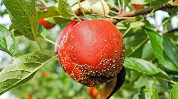 Monilinia-Fruchtfäule an einem Apfel