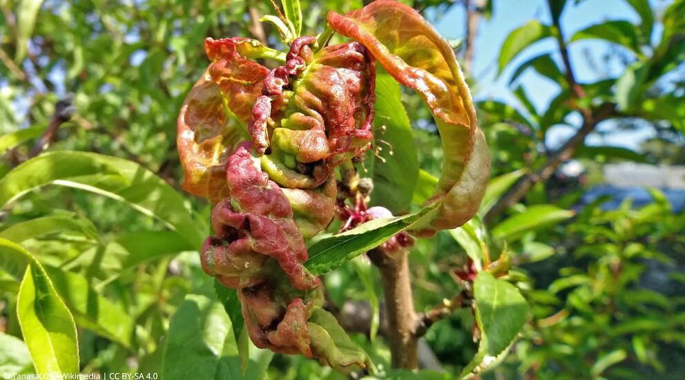 Kräuselkrankheit an einem Pfirsichbaum