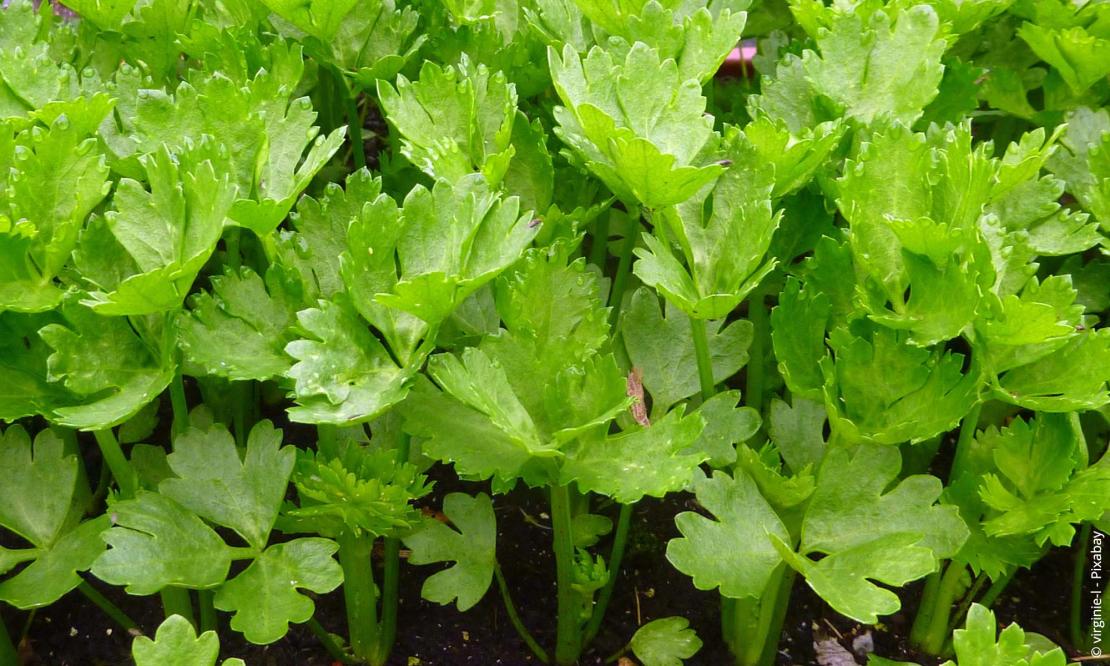 Sellerie (Apium graveolens)