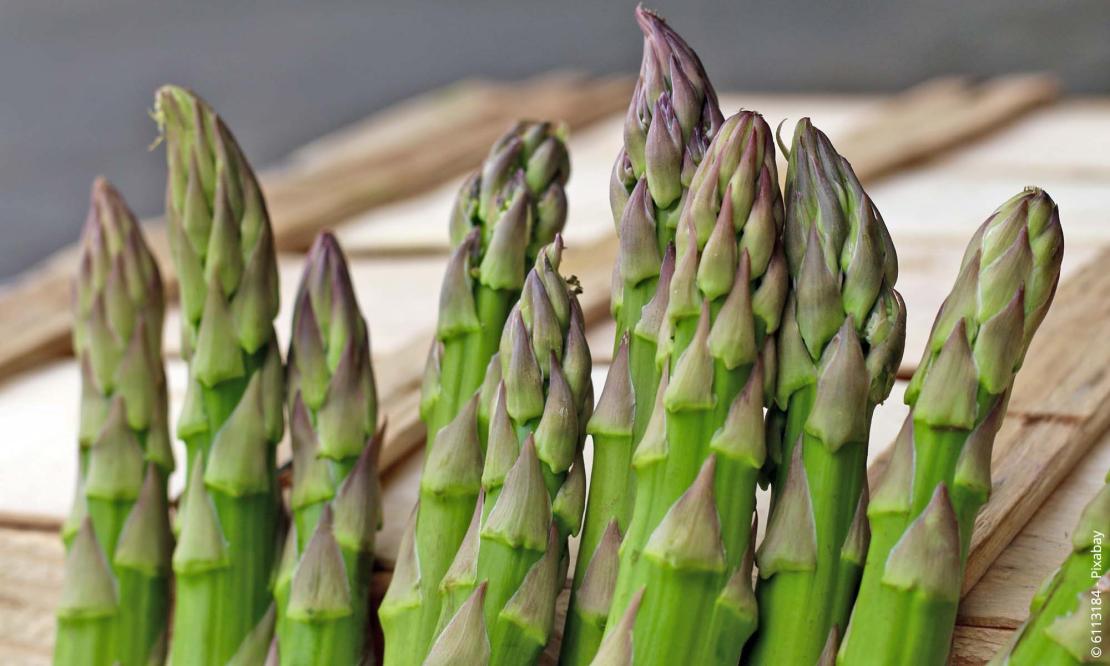 Gemüsespargel (grün) (Asparagus officinalis)