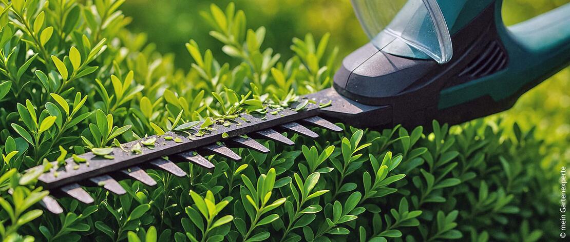 Geschnittene Ligusterhecke