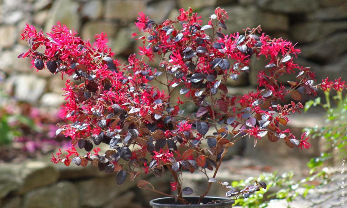 Riemenblüte (Loropetalum chinense)