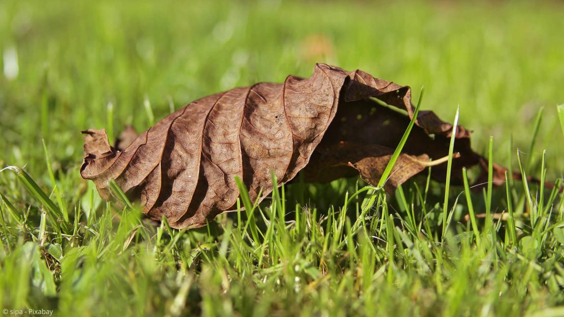 Die besten Tipps zur Rasenpflege im Herbst