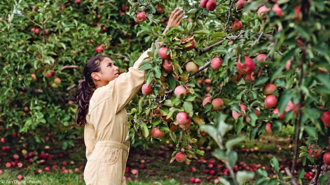 Frau pflückt Äpfel im Obstgarten