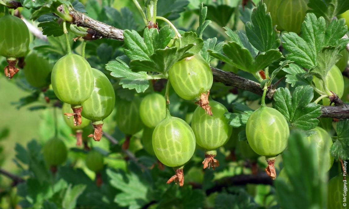 Stachelbeere (Ribes uva-crispa)