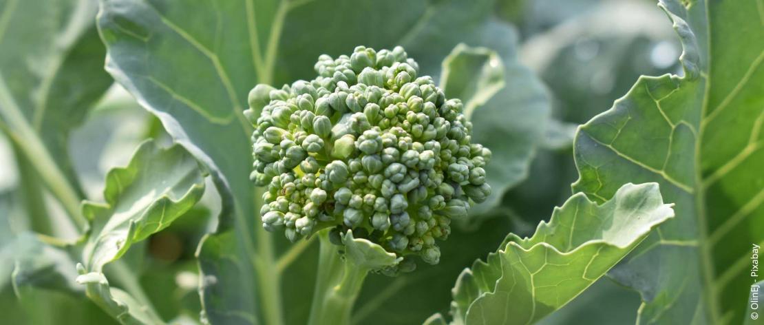 Junger Broccoli
