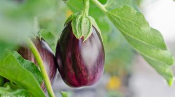 Auberginen anbauen: Hilfreiche Tipps zu Standort, Pflege und Ernte