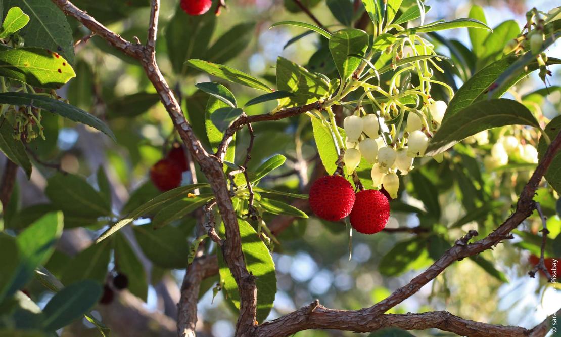 Westlicher Erdbeerbaum (Arbutus unedo)