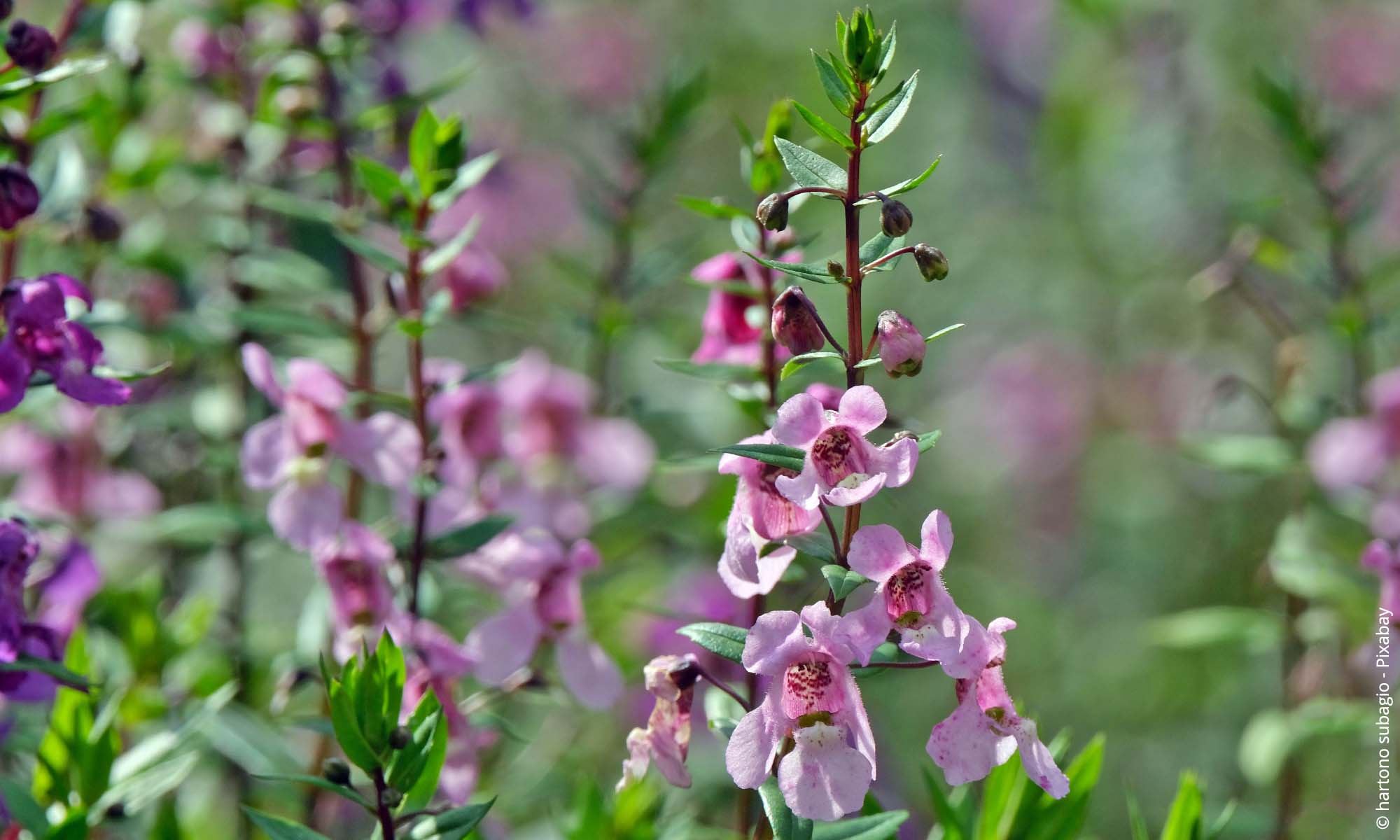 Angelonia (Angelonia angustifolia) | Steckbrief