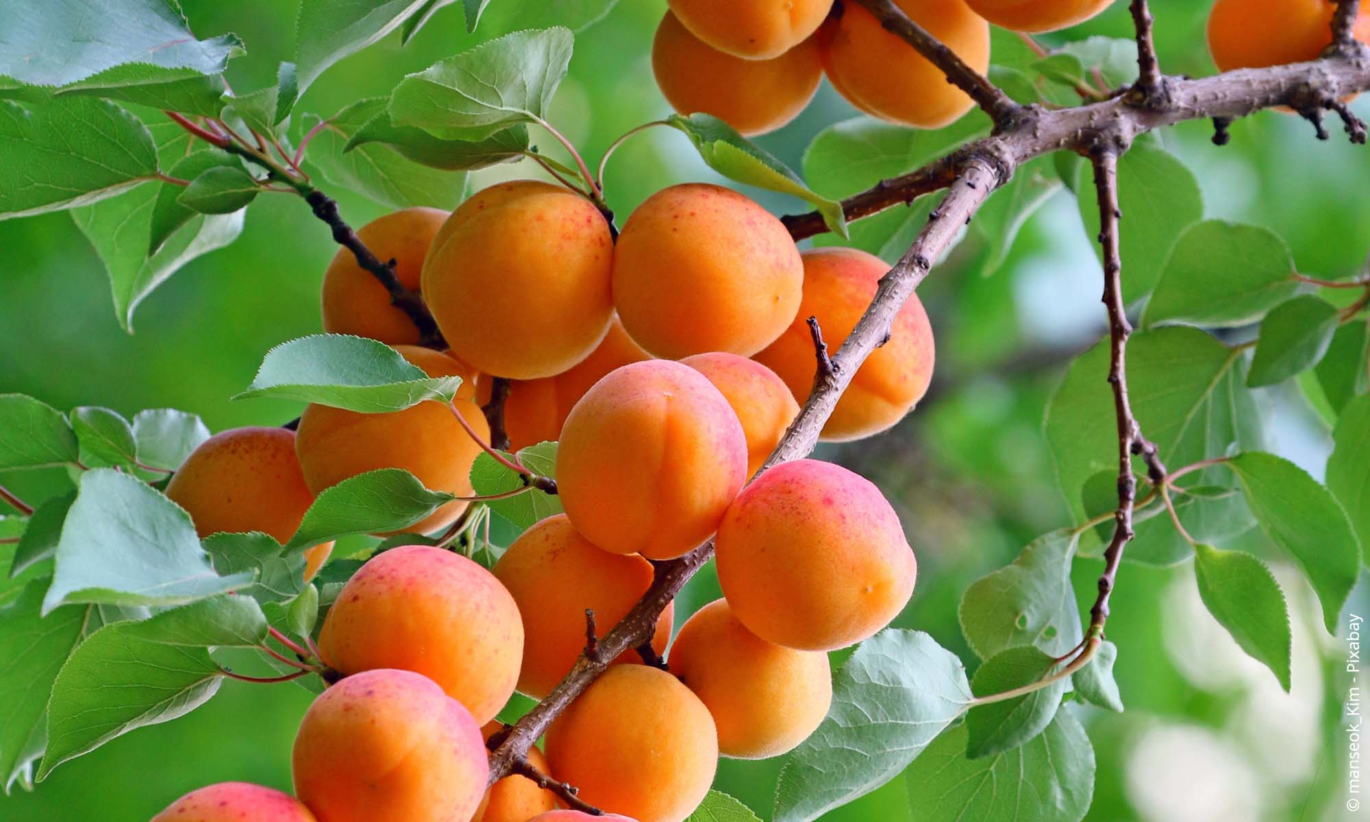 Aprikose (Prunus armeniaca) Steckbrief