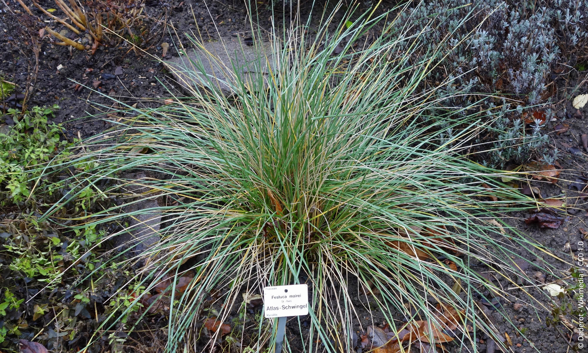 festuca del atlas