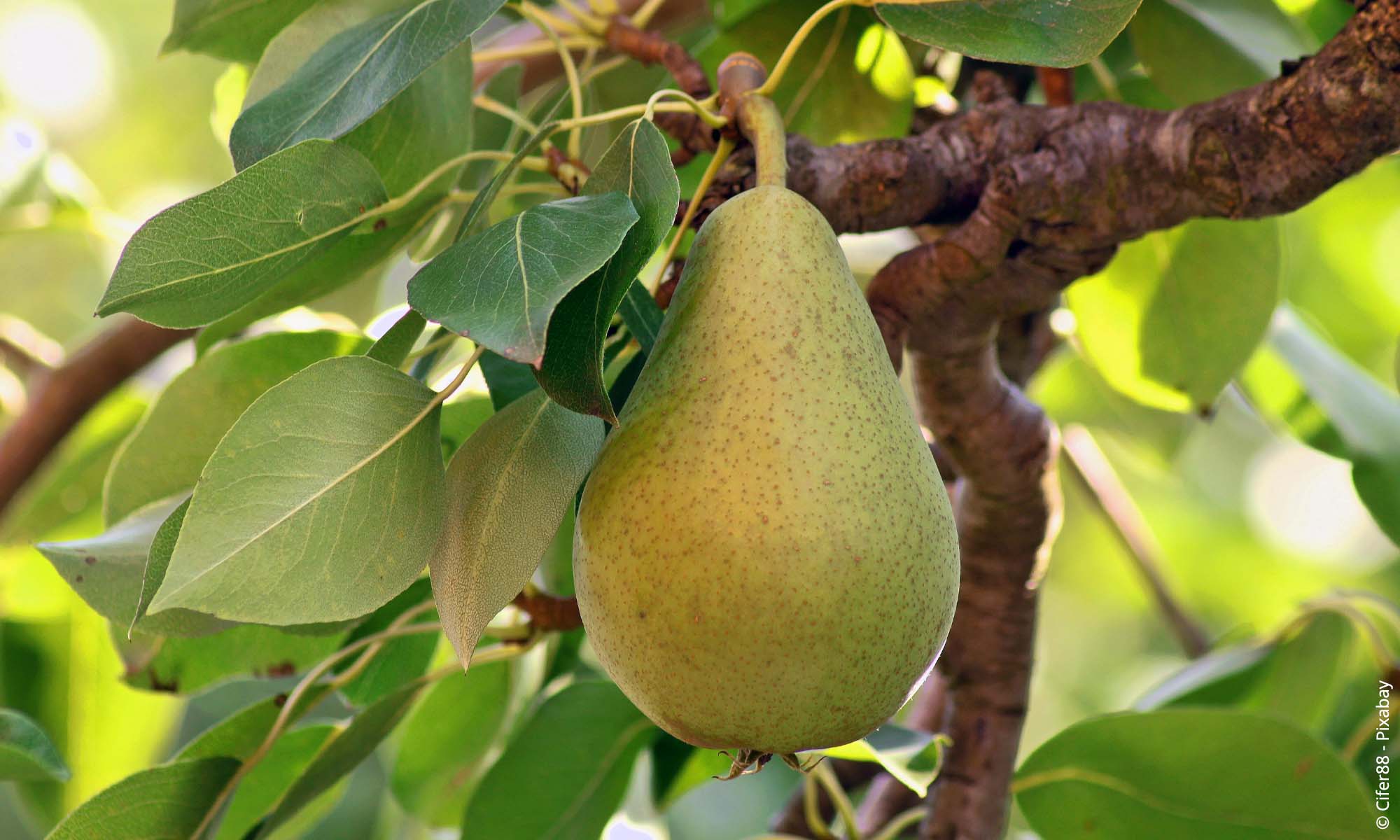 Birne (Pyrus communis) | Steckbrief