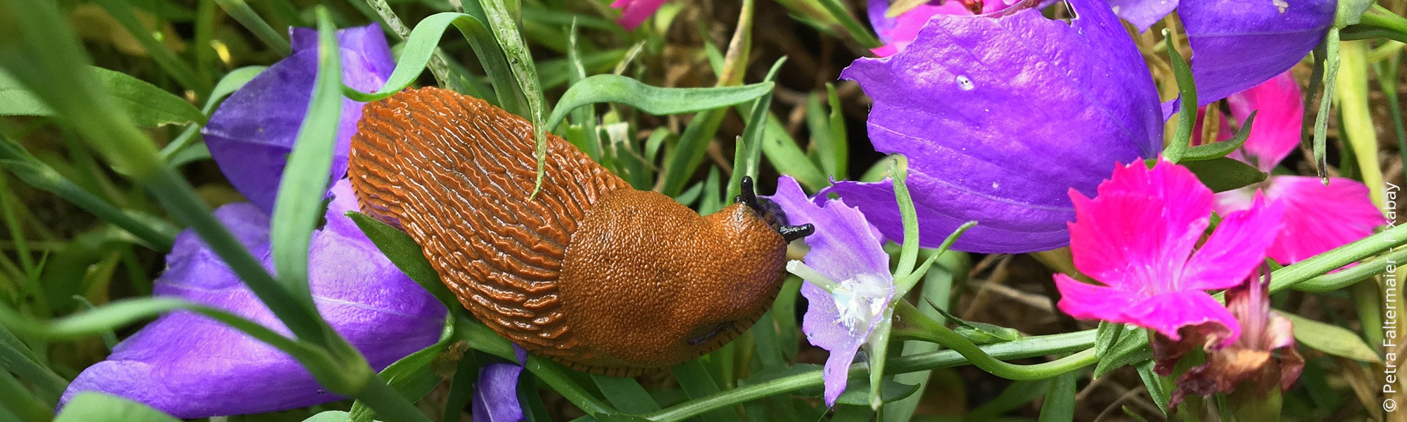 Schneckenarten im Garten