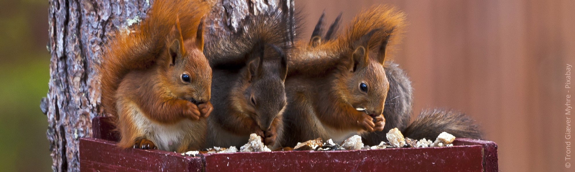 tiere im garten vergraben