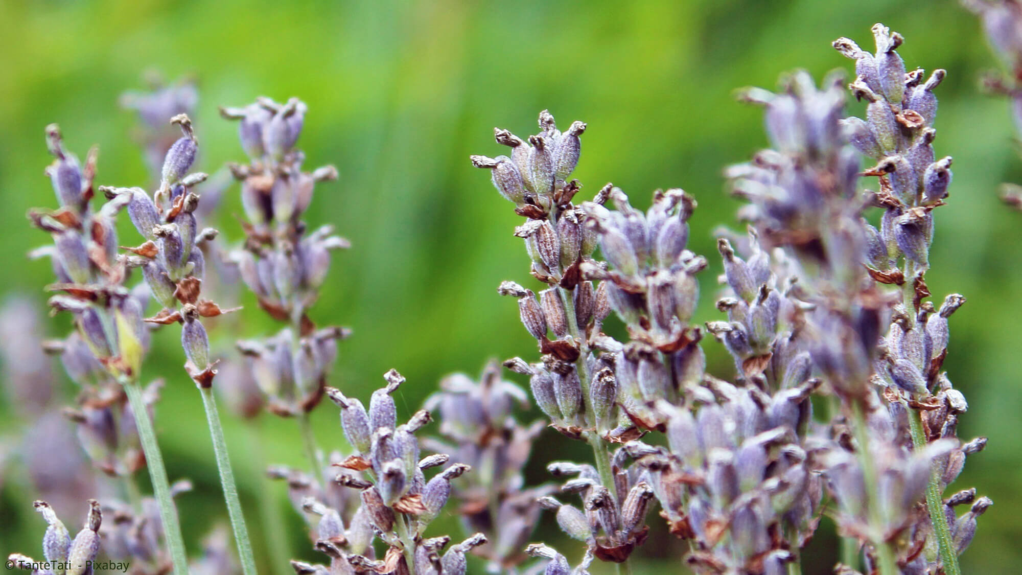 Verbluhten Lavendel Richtig Schneiden