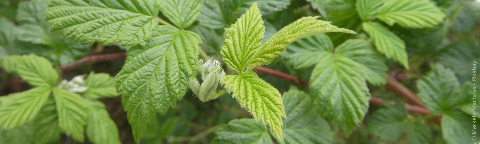 Himbeeren Richtig Pflanzen, Pflegen Und Ernten