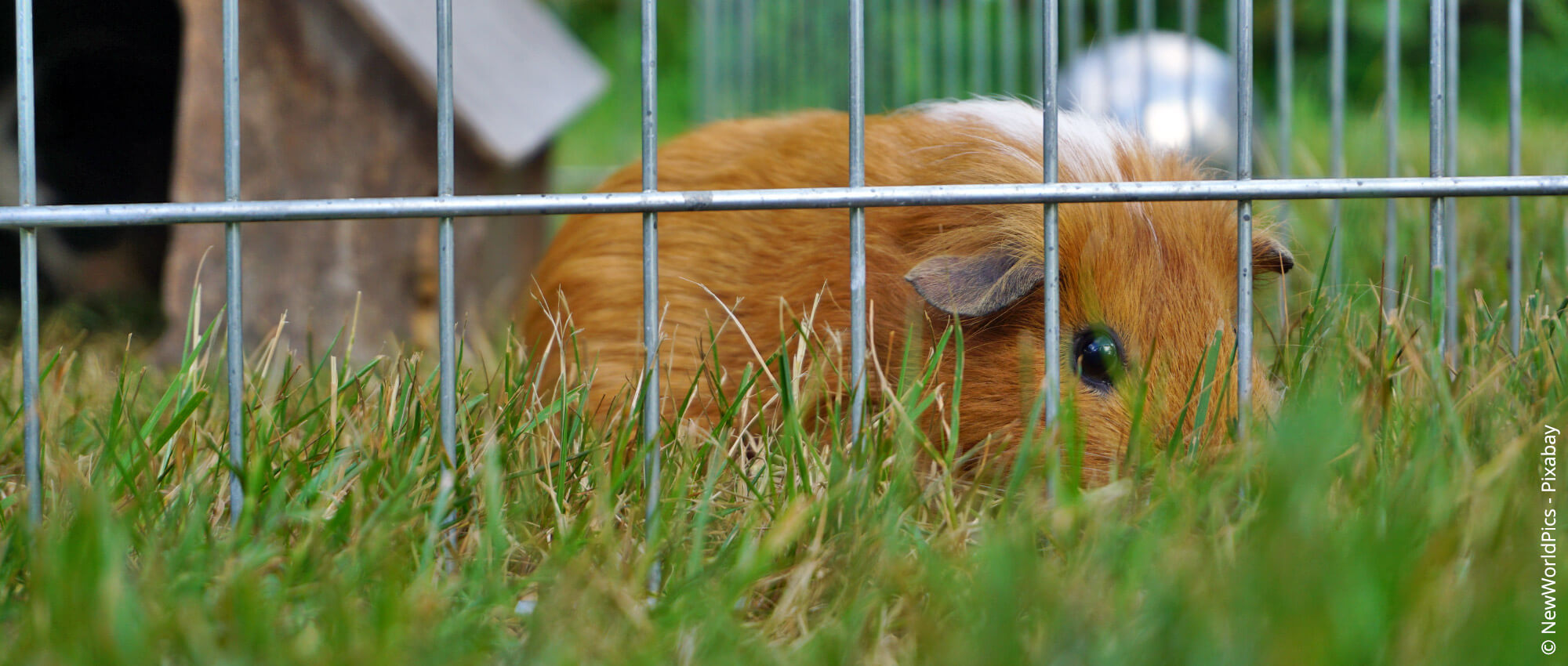 Kleintierhaltung im Garten Was ist erlaubt, was verboten?