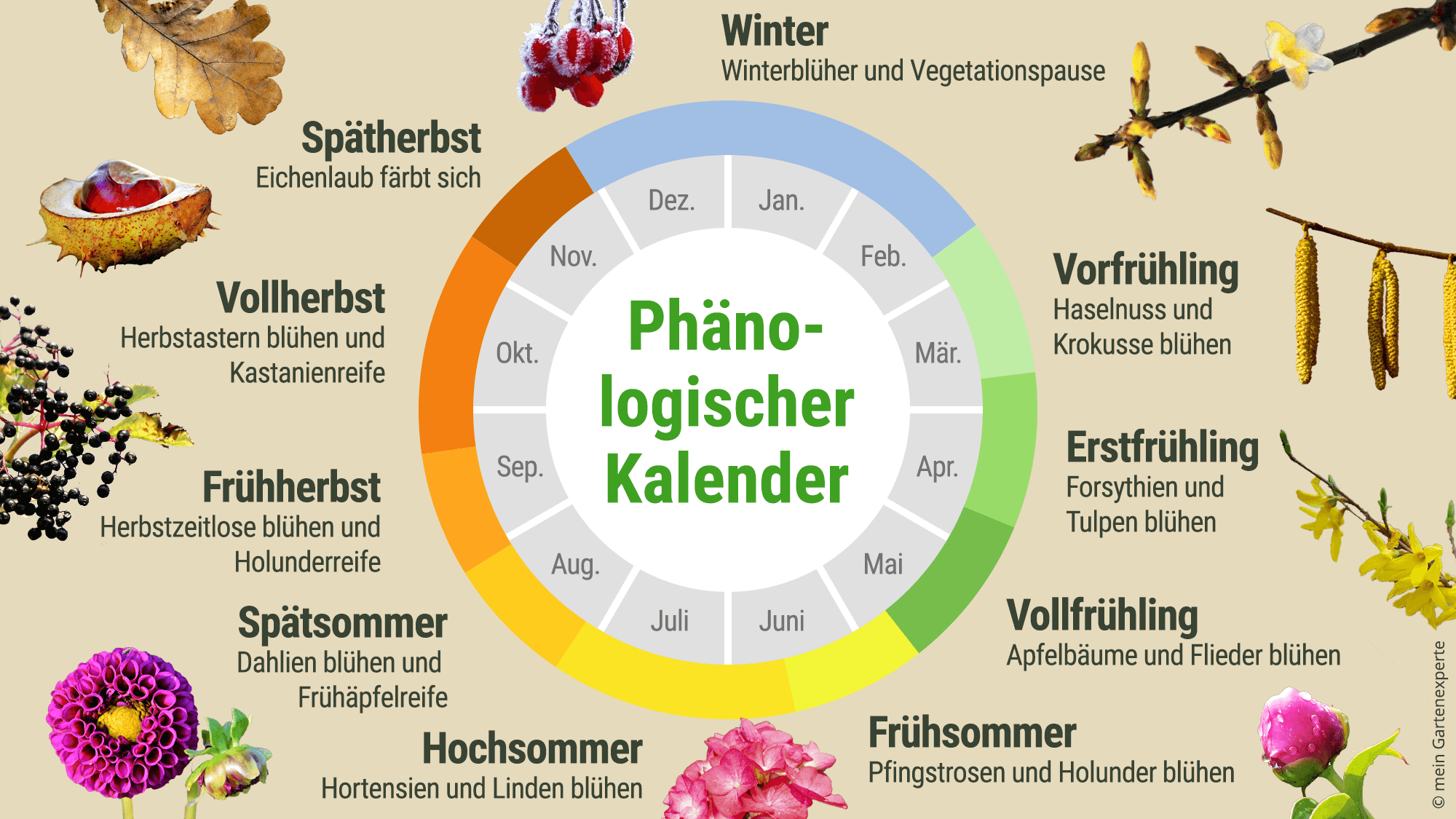 Phänologischer Kalender: Gärtnern im Rhythmus der Natur