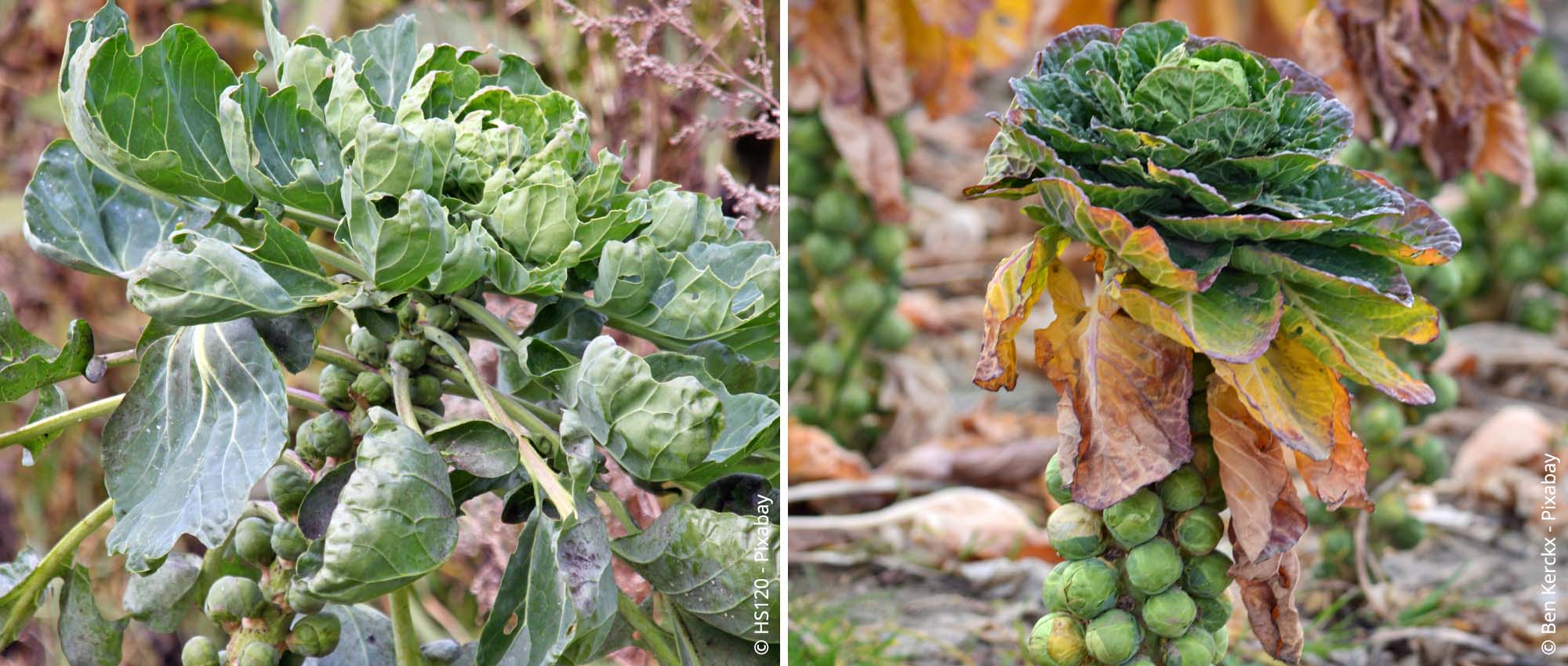 Rosenkohl Pflanzen Pflegen Und Berwintern